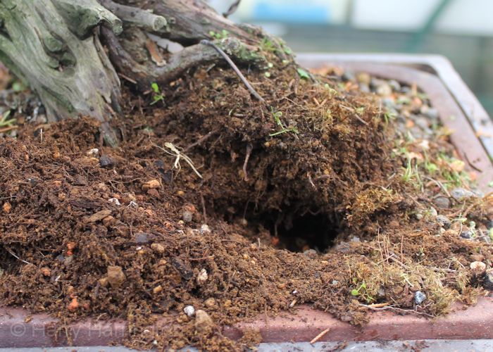 juniper bonsai dying